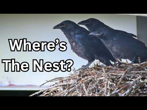 How To Find A Crow Nest