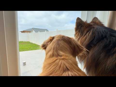 Leaving My Dogs Alone For One Hour To See What They Do