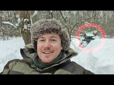 Зарянка. Дрозды. Ополовники. Дневник натуралиста. 11 февраля 2024 г.