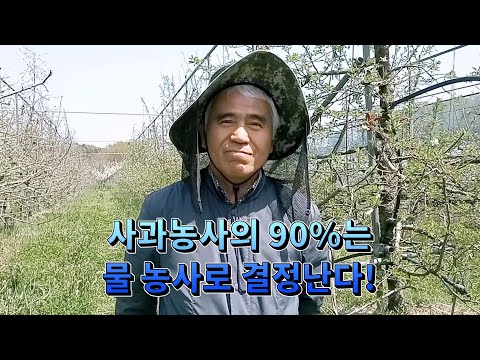 "사과농사의 90%는 물 농사로 결정난다!" - 가물면 풍년, 비 많으면 흉년이 되는 이유...