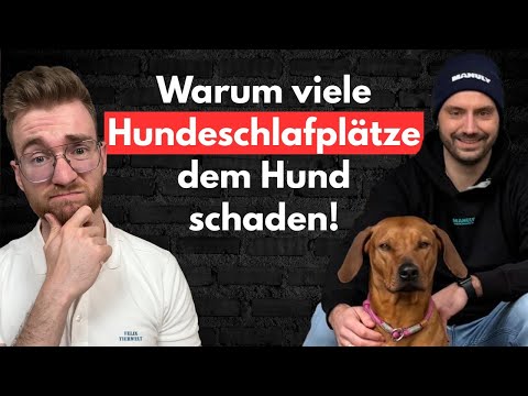Why many dog ​​parks are harmful to dogs and what could be done better! With Clemens Ruhle