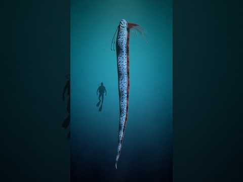 Why this is the doomsday fish