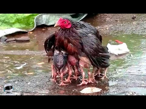 You MUST See This! Animal Incidents Caught On Camera