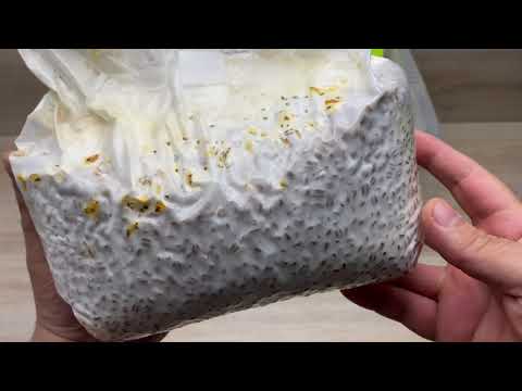 Pilze züchten für Anfänger ( unsteril ) Teil 1