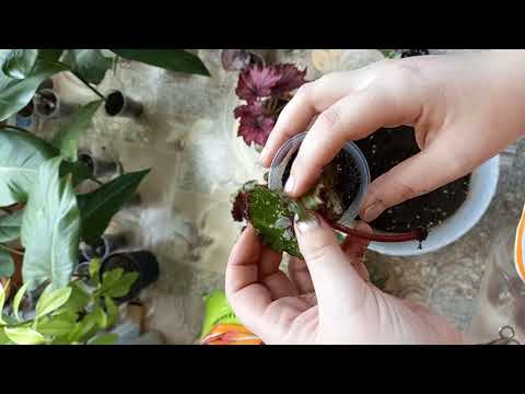 как укоренить бегонию листом