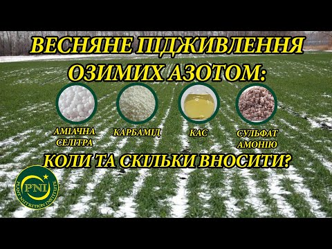 Весняне підживлення озимих азотом 2021: селітра, карбамід, КАС, сульфат амонію