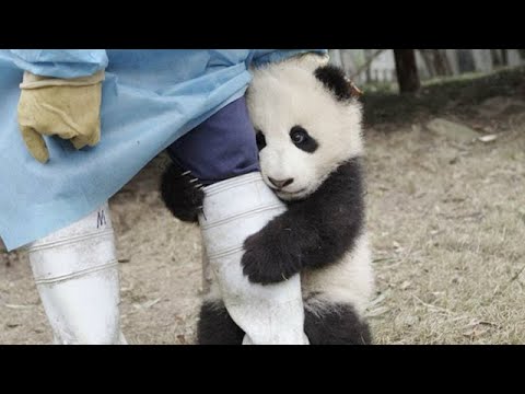 熊猫宝宝撒娇卖萌求抱抱!撒娇的方式真是没谁了,连奶爸都拿他没辙【熊猫故事】