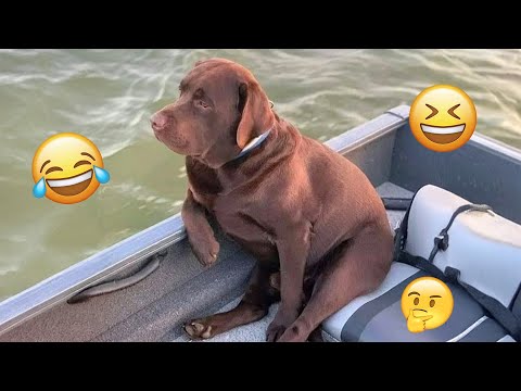 I dare you not to LAUGH at these FUNNY DOGS 😁🦮 - Best Funny Animals Videos 2025 #95