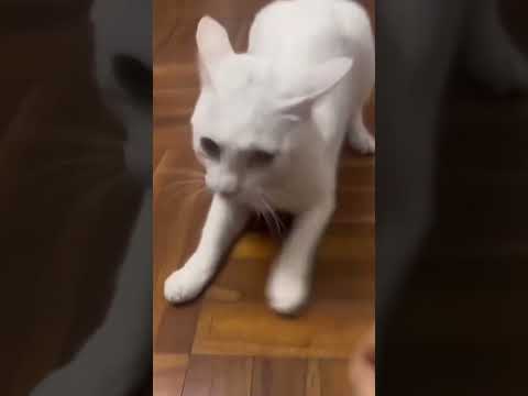 Tente Não Rir 😂 Gatos e Cachorros Mais Engraçados de 2025 🐱🐶