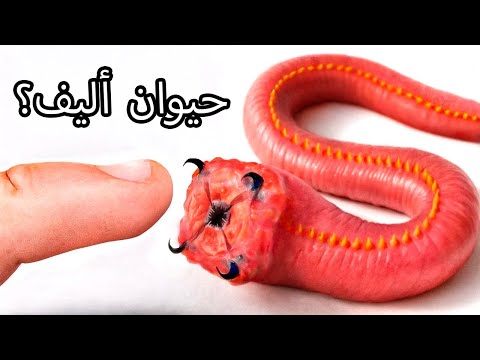 حصلت على دودة دم (نعم، حقًا)