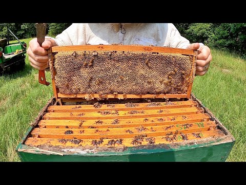 Honey Harvest 2025: 80 Pounds of Liquid Gold!