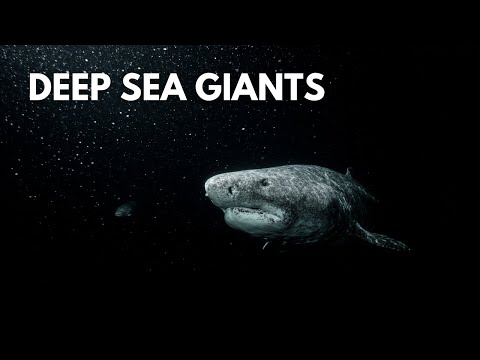 Deep Sea Gigantism: Why the Ocean Makes Giants