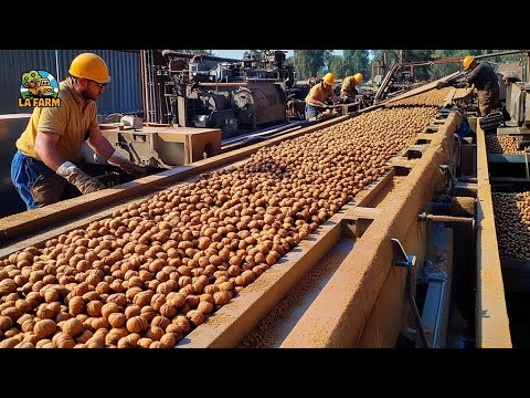 Harvesting Walnuts? Discover the Production Process!