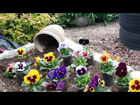 Не сажайте эти цветы пока не посмотрите. Клумба которой позавидуют голландцы