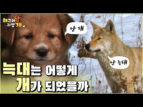 개는 어떻게 인간의 친구가 되었을까?