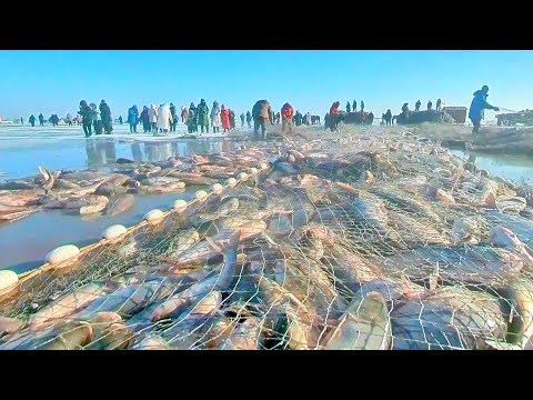体验中国查干湖冬捕,一网最多40万斤鱼,在冰面下捕鱼