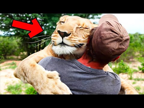 A man who carefully raised a lion cub that was on the verge of starvation and released it back in...