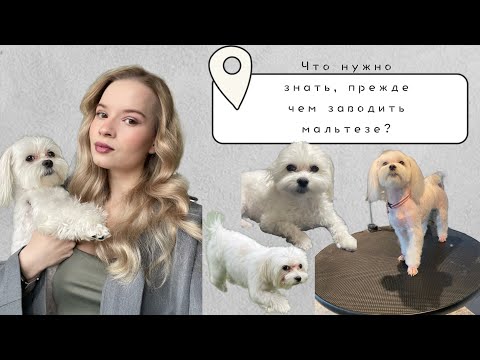 Что нужно знать о мальтийской болонке? Аллергия | личный опыт