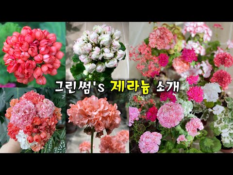 순둥하고 꽃 잘 피는 제라늄 종류