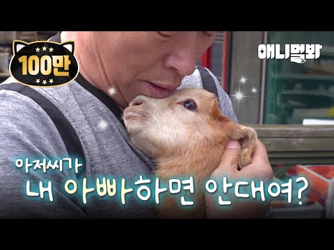 아저씨가 내 아빠 해요 ㅠㅠ 아저씨 껌딱지 염소 누렁이 ㅣGoat Wants This Mister To Be The Father