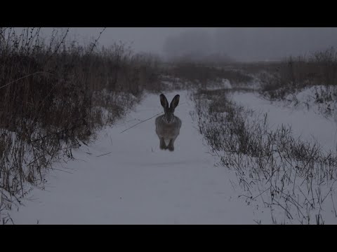 No mercy for hares, hare hunting with a dog, field hares
