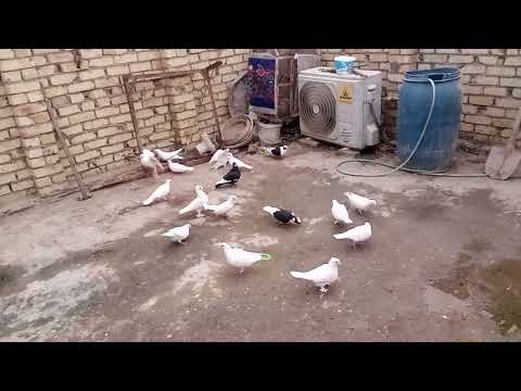 صيد ٤+راح اسوي برج الفرخات🎉 