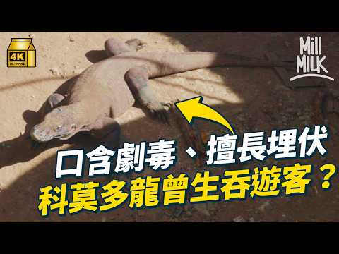 #MM｜最危險生物？科莫多龍擅長埋伏　時速可達30公里　掠食過千磅水牛　只咬一口就撒手人寰？維持大自然生態中的重要角色｜#MM福利部 #4K