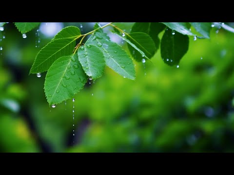 Ultimate Relaxation: Calming Piano Music & Gentle Water Sounds for Yoga, Meditation & Sleep