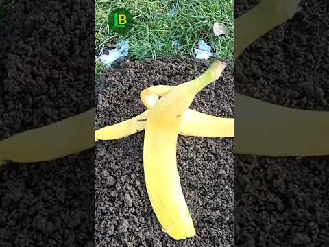 Kad vidite ovo više nikad nećete bacati kuhinjski otpad #shorts #garden