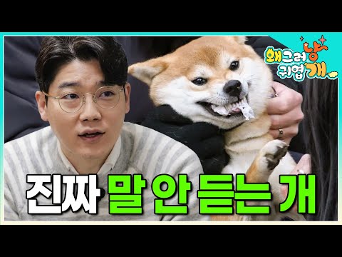 길거리에 쓰레기란 쓰레기는 입에 다 물고는 놓지도 않는 시바견. 근데 알고 보니 엄청난 천재견? 설채현도 놀라게 한 강아지│#왜그러냥귀엽개