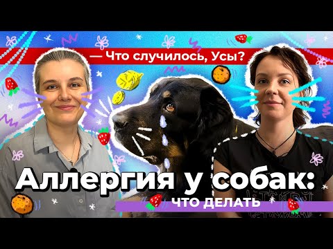 Аллергия у собак. Что делать?