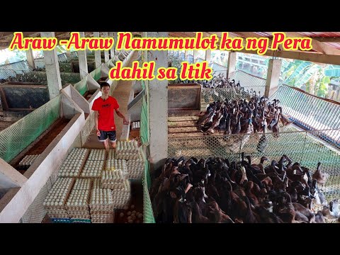 Itik Farming ni Idol Tiktok Romeo Catacutan- Araw Araw may Pera sa Itik