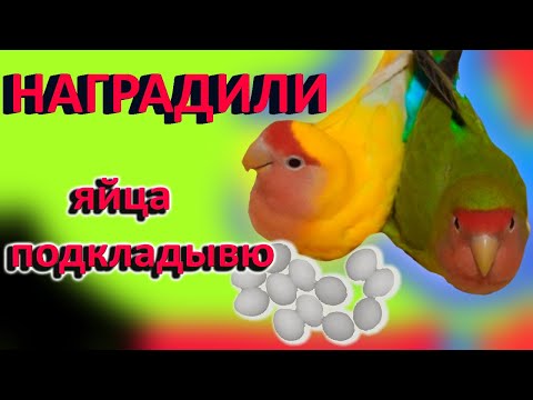 🐣Подкладываю яйца другим попугаям.👉Неразлучники и осмотр гнёзд. Проверяю яйцо попугая на оплод.