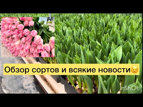1 февраля. Обзор сортов тюльпанов. Выращивание тюльпанов к 8 марта