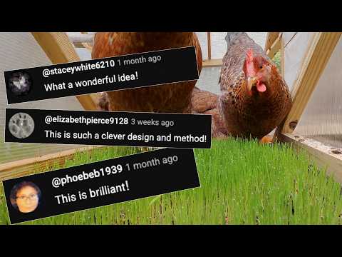 How to Build a Food Forest for Chickens That WORKS!