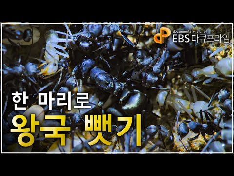 혼자 쳐들어가 순식간에 왕국 빼앗고 노예 사냥 하는 개미│다큐프라임│#골라듄다큐