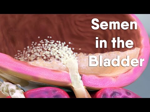 Where Did The Semen Go?! Educational Content