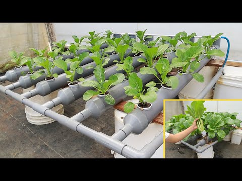 Super Simple Hydroponic System at Home - Lush Green Vegetables in Just 30 Days