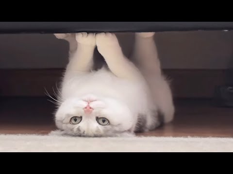 CATS: Wildly Bonkers and Insanely Unpredictable