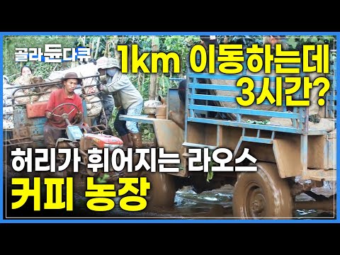 '한 달 동안 농장에서 숙식' 50톤 커피 열매를 일일이 손으로 따는 라오스 커피 농장 노동자들ㅣ마을 사람들이 총동원 되는 커피 수확ㅣ해외 극한직업ㅣ#골라듄다큐