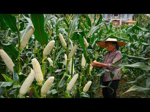 Grandma cooks delicious Chinese food with corn