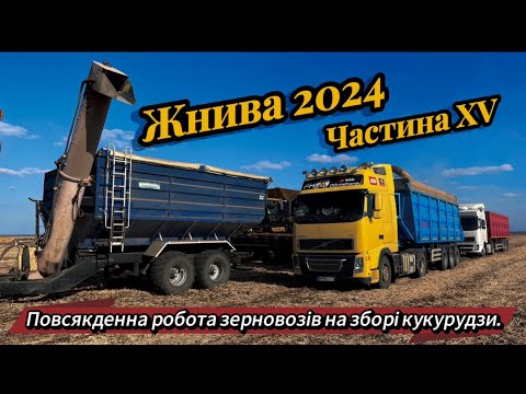 Жнива кукурудзи 2024 на Хмельниччині - Сезон у розпалі, роботи ще багато!"МХП"Рідний-Край"
