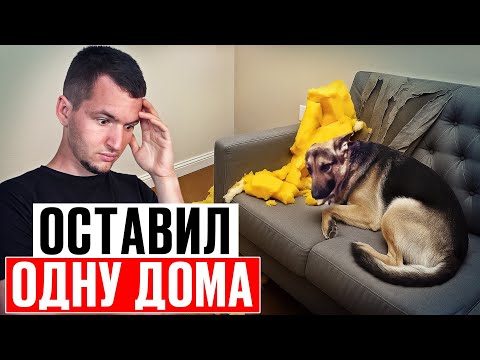 Научить собаку оставаться дома легко | ПОШАГОВЫЙ гайд