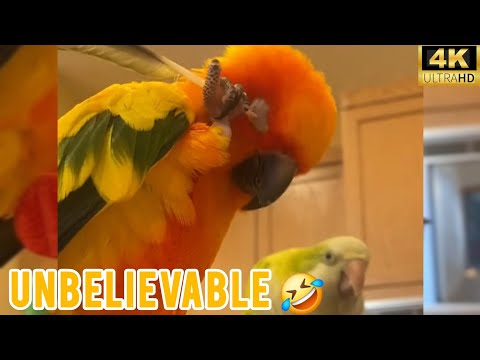 FUNNY AND CUTE PARROTS - TRY NOT TO LAUGH!! ❤️🦜 #funny #birds 