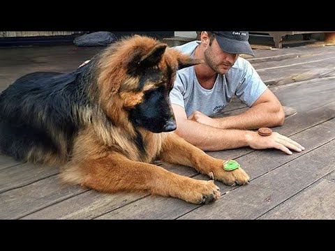 When You’re Living With the Smartest 200-IQ Dog Ever 🐶