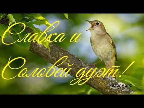 Пение Соловья и Славки успокоит нервную систему и погрузит вас в здоровый сон Звуки Природы Три часа