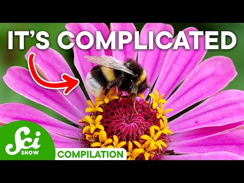 Why Insects & Plants Have a Complicated Relationship