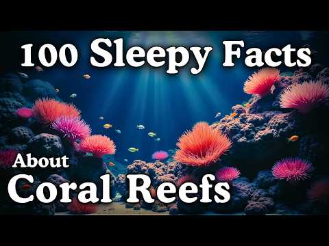 The Most Relaxing Facts About Coral Reefs to Fall Asleep To - Dreamy Science