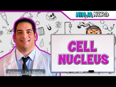 Cell Nucleus Structure & Function