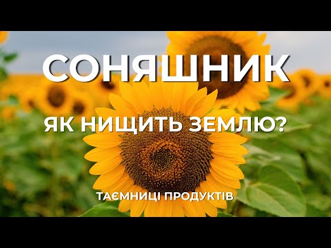 Why is SUNFLOWER dangerous? | The history of the Ukrainian symbol that depletes the earth. Secret...